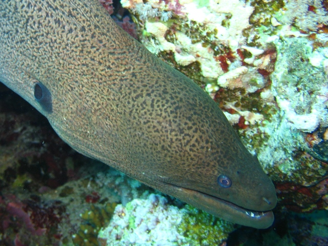 giant moray2.jpg